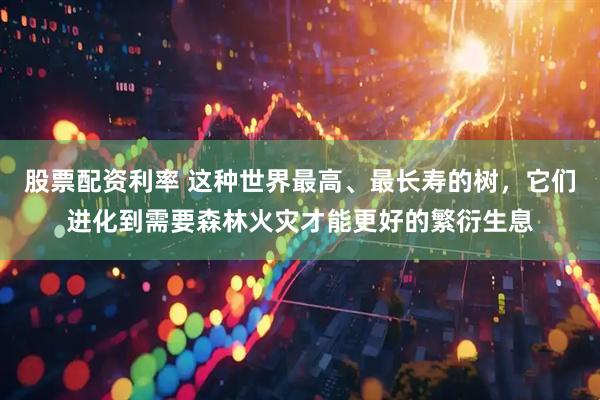 股票配资利率 这种世界最高、最长寿的树，它们进化到需要森林火灾才能更好的繁衍生息