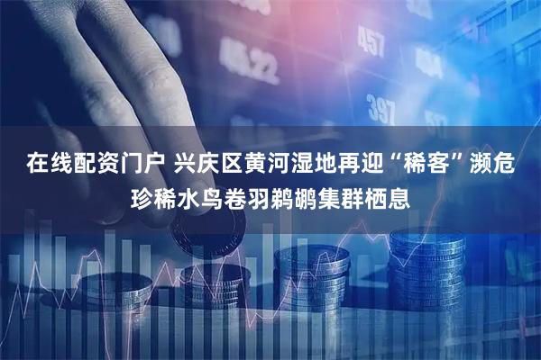在线配资门户 兴庆区黄河湿地再迎“稀客”濒危珍稀水鸟卷羽鹈鹕集群栖息